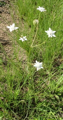 Alepidea peduncularis