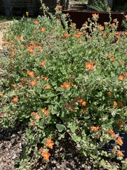 Sphaeralcea lindheimeri