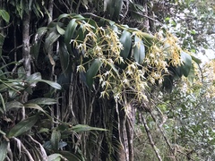 Epidendrum leucochilum