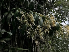 Epidendrum leucochilum