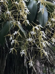 Epidendrum leucochilum
