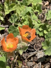 Sphaeralcea lindheimeri