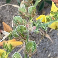 Crotalaria platysepala image