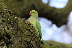 Rose-Ringed Parakeet photo 1