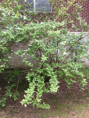 Magnoliopsida