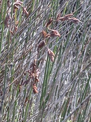 Thamnochortus insignis