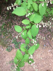 Magnoliopsida