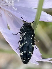 Acmaeodera ornata