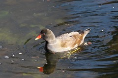 Gallinula chloropus