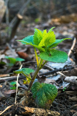 Lamium maculatum