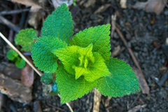 Lamium maculatum