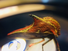 Umbonia reclinata