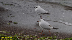 Saundersilarus saundersi