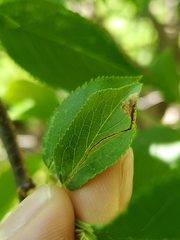 Orchestes pallicornis