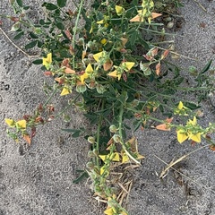 Crotalaria platysepala image