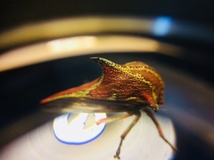 Umbonia reclinata