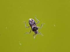 Microvelia pulchella