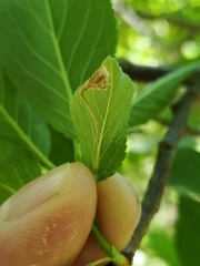 Orchestes pallicornis