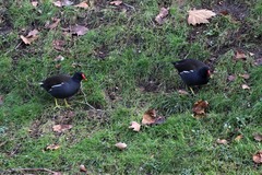 Gallinula chloropus