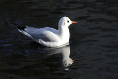 Chroicocephalus ridibundus