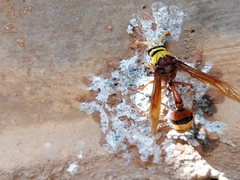 Delta pyriforme pyriforme