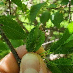 Orchestes pallicornis