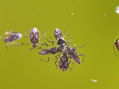 Microvelia pulchella