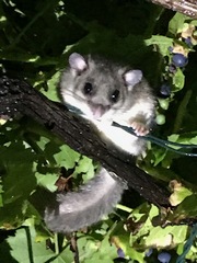 Fat Dormouse photo 3