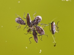 Microvelia pulchella