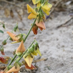 Crotalaria platysepala image