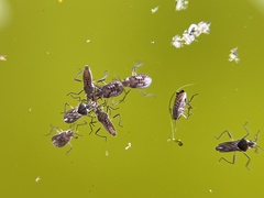 Microvelia pulchella