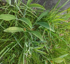 Lathyrus latifolius