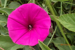 Ipomoea pellita