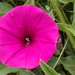 Grassveld Morning Glory - Photo no rights reserved, uploaded by Peter Warren