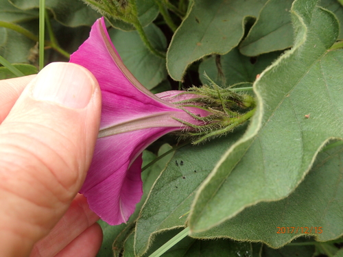 Image of Ipomoea pellita by no rights reserved