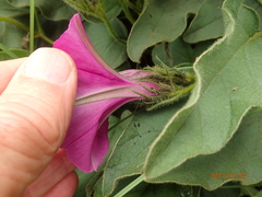 Ipomoea pellita