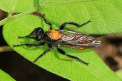 Laphria sericea