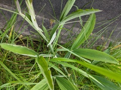 Lathyrus latifolius