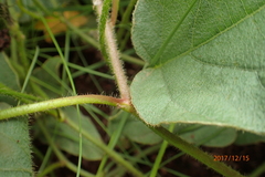 Ipomoea pellita