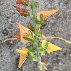 Crotalaria platysepala image