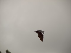 Pteropus giganteus