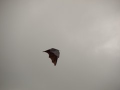 Pteropus giganteus
