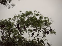 Pteropus giganteus
