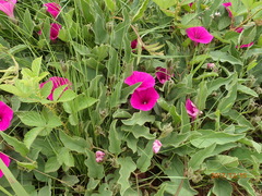 Ipomoea pellita