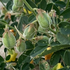 Crotalaria platysepala image