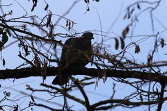 Columba palumbus