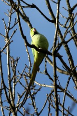 Psittacula krameri