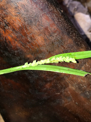 Carex cumberlandensis