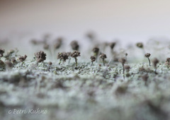 Chaenotheca trichialis