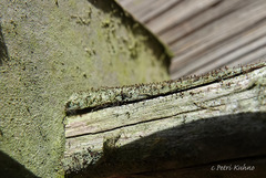 Chaenotheca trichialis